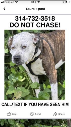 Lost Male Dog last seen Spanish lake, Florissant, MO 63033