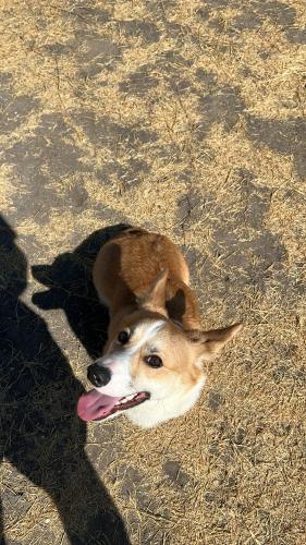 Lost Male Dog last seen East amber and oxana, San Antonio, TX 78221