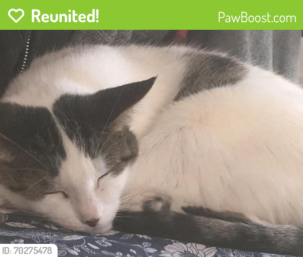 Reunited Female Cat last seen Creditview Rd & Wanless Rd Intersection , Brampton, ON L7A