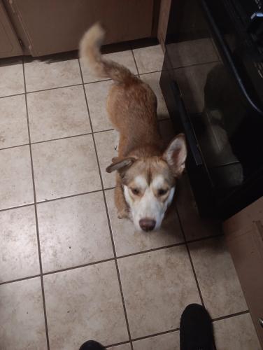 Lost Male Dog last seen 10th and Rockwell and 10th council road , Oklahoma City, OK 73127