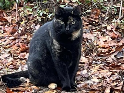 Lost Female Cat last seen Weeks Rd, Williston, SC 29853