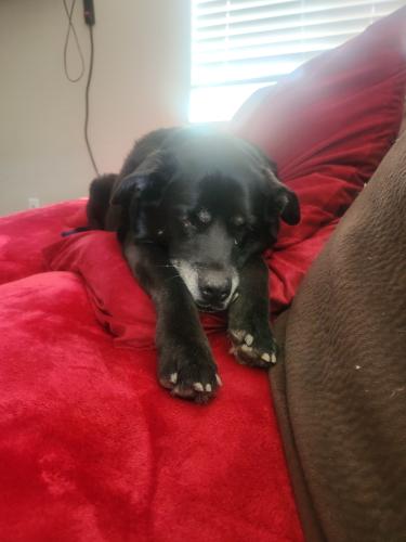 Lost Female Dog last seen 118th and Gibson , Albuquerque, NM 87121
