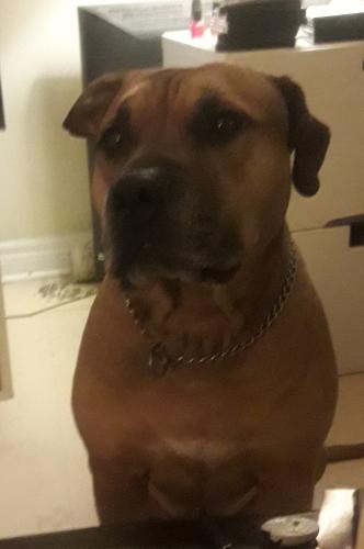 Lost Male Dog last seen Queen w and Dunn ave , Toronto, ON M6K