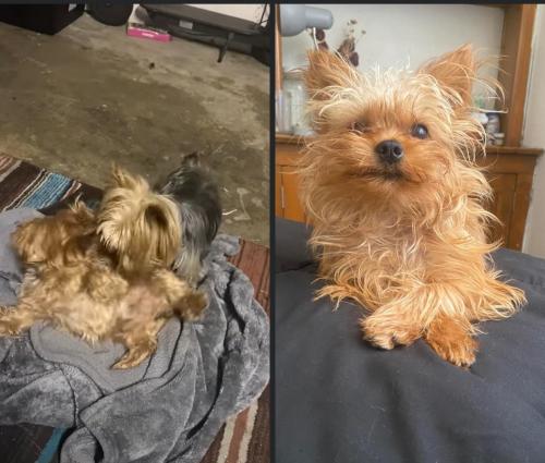 Lost Unknown Dog last seen Snapdragon and alyssum ct or periwinkle, Fontana, CA 92336