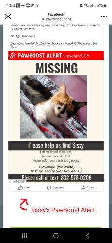 Lost Female Cat last seen West 63rd storer , Cleveland, OH 44109