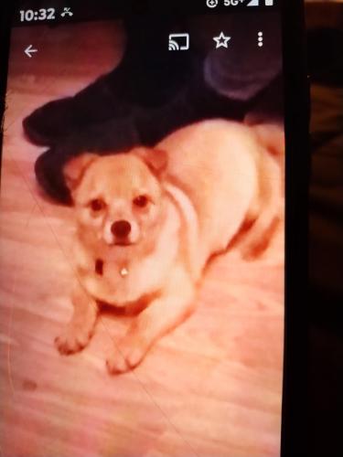 Lost Male Dog last seen Iranstan and Fairfield Avenue , Bridgeport, CT 06605