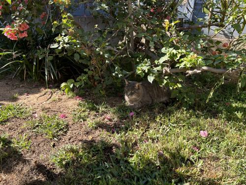 Lost Male Cat last seen Near Newberry St, National City, CA 91950
