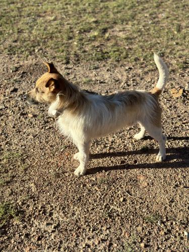Lost Male Dog last seen Ryde road, Hunters Hill, NSW 2110