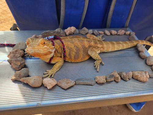 Lost Male Reptile last seen Ballpark ave and Camelback Rd, Phoenix, AZ 85037