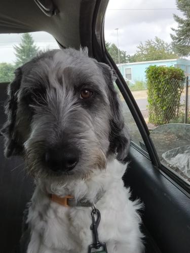 Lost Male Dog last seen South pacific and Hawthorne street, Kelso, WA 98626