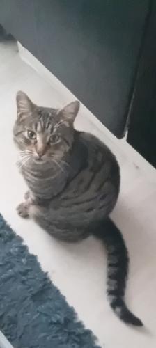 Lost Male Cat last seen Leamington Rd , Honiton Rd, Southend-on-Sea, England SS1 2SB