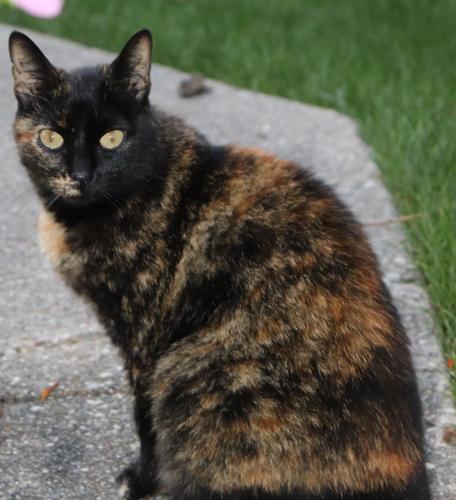 Lost Female Cat last seen Wilson and 42nd, Grandville, MI 49418