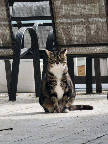 Lost Female Cat last seen Around Passaic / Boulevard / Terrace, Hasbrouck Heights, NJ 07604