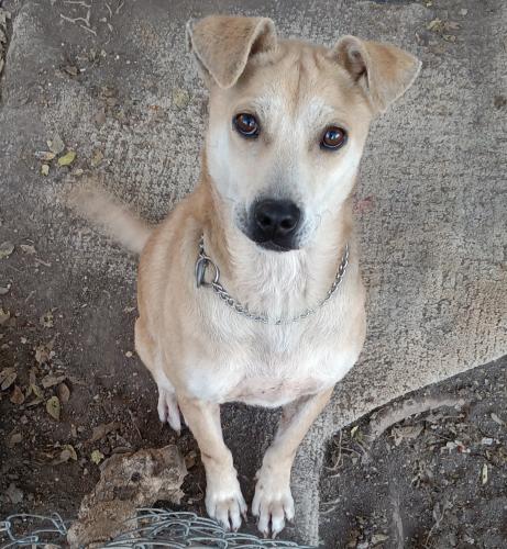 Lost Male Dog last seen City Summit apmts, near Medical Drive, San Antonio, TX 78229