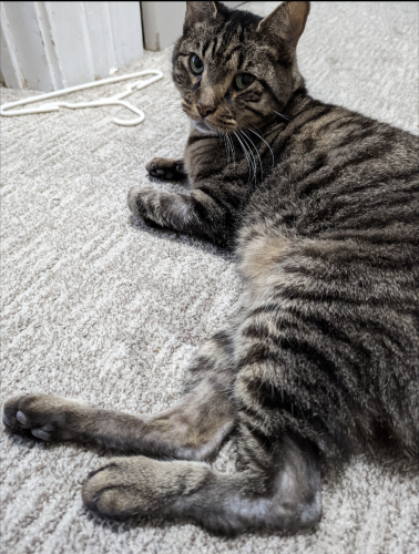Lost Male Cat last seen W.165th, Cleveland, OH 44111