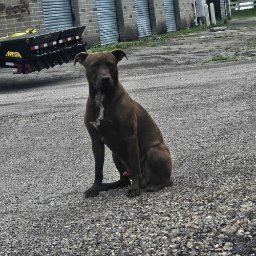 Found/Stray Male Dog last seen Hilliard Rome rd and Feder Rd, Columbus, OH 43228