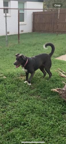 Lost Female Dog last seen Sunnylane and 44th, Del City, OK 73115