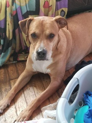 Lost Male Dog last seen Starkweather & west 10th, Cleveland, OH 44113