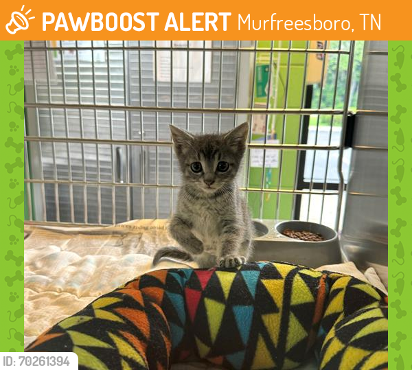 Shelter Stray Female Cat last seen E NORTHFIELD BLVD STREET - , Murfreesboro, TN 37129
