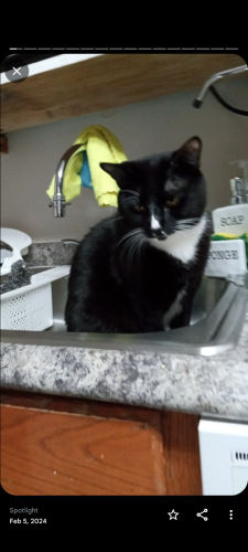 Lost Male Cat last seen Concord st, Framingham, MA 01703
