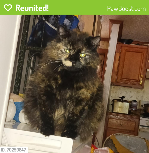 Reunited Female Cat last seen New berry , York Haven, PA 17370