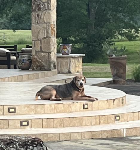 Lost Male Dog last seen FM 1179 and Stone Creek Dr., Bryan, TX 77808