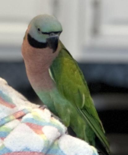Lost Female Bird last seen Neponsit St & Island Heights Circle, Stamford, CT 06902