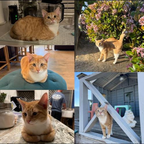 Lost Male Cat last seen Orchard crest ave, 93314 Bakersfield CA, Bakersfield, CA 93314