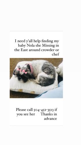Lost Female Dog last seen Crowder , New Orleans, LA 70127