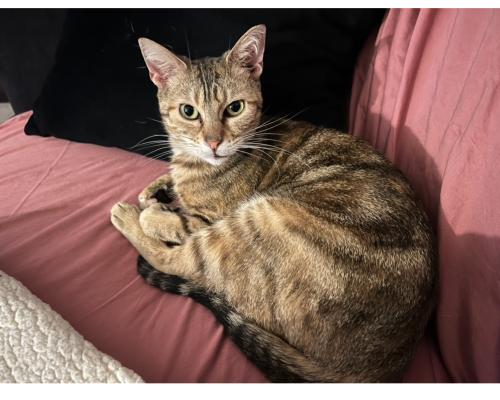Lost Female Cat last seen Lansdowne Rd 46234, Indianapolis, IN 46234