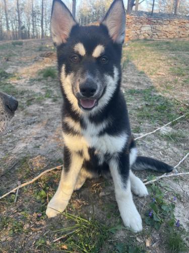 Lost Female Dog last seen E Greensboro Chapel Hill rd, Mocksville, NC 27028