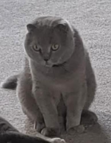 Lost Male Cat last seen Butler Warren/Charming Manor, West Chester Township, OH 45069