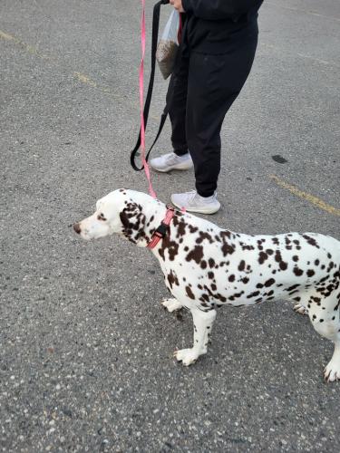 Lost Female Dog last seen Near 19th Ave w, west fargo, ND, West Fargo, ND 58078