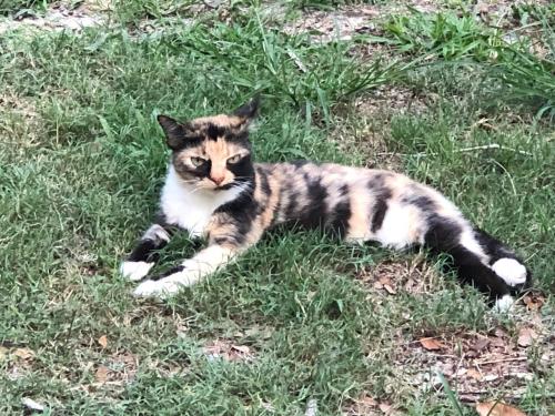 Lost Female Cat last seen Near Longwood Hills Rd., Longwood, FL 32750
