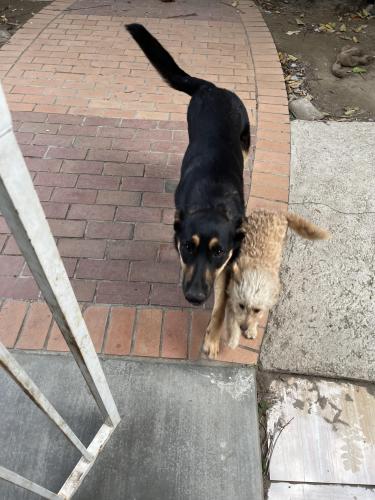 Lost Female Dog last seen South Street, North Long Beach, Long Beach, CA 90805
