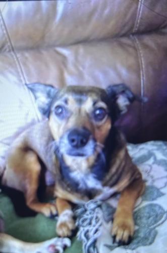 Lost Male Dog last seen NE 35th Street Ocala Fl , Ocala, FL 34470