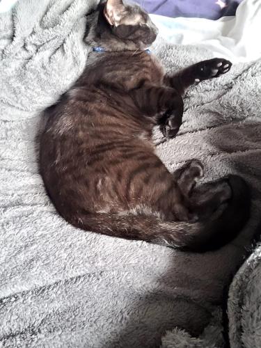 Lost Male Cat last seen priory road , Stoke-on-Trent, England ST2 8HA