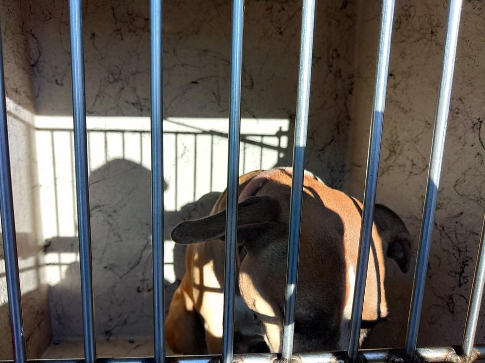 Shelter Stray Female Dog last seen Near W Main Street, BROUSSARD, LA, 70518, Lafayette, LA 70507