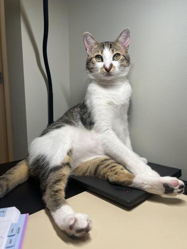 Lost Male Cat last seen Milwaukee, Wood & Wolcott Ave, Chicago, IL 60622