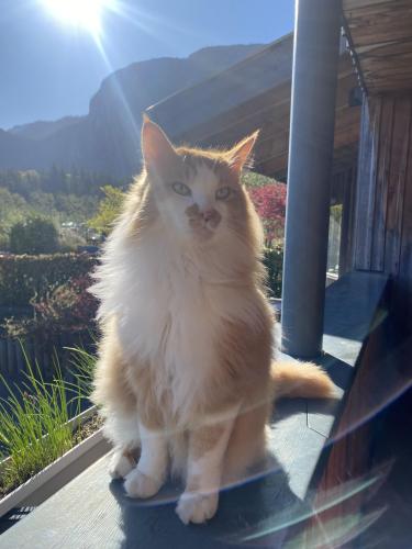 Lost Male Cat last seen Very end of 2nd Ave, Squamish, BC V8B 0S8