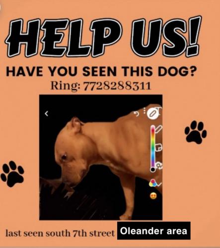 Lost Male Dog last seen Oleander area , Fort Pierce, FL 34982
