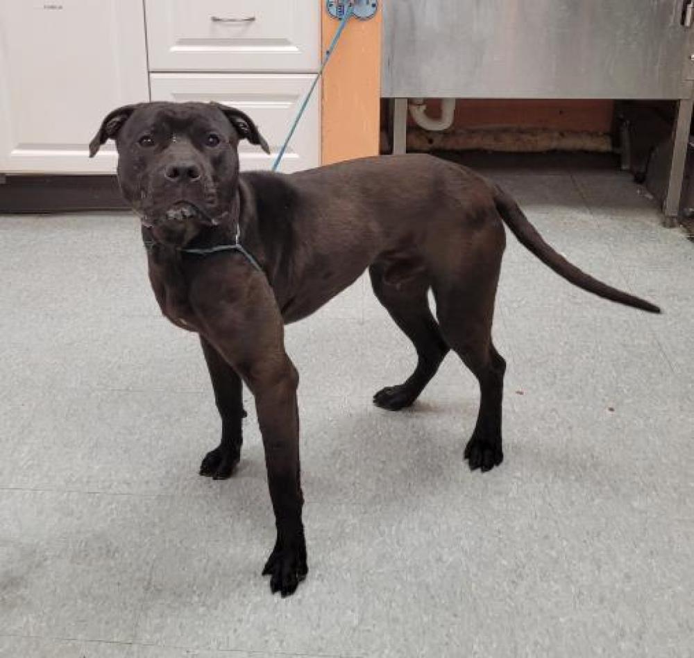 Shelter Stray Male Dog last seen Near BLOCK HIGHLAND, DETROIT, MI 48206, Detroit, MI 48211