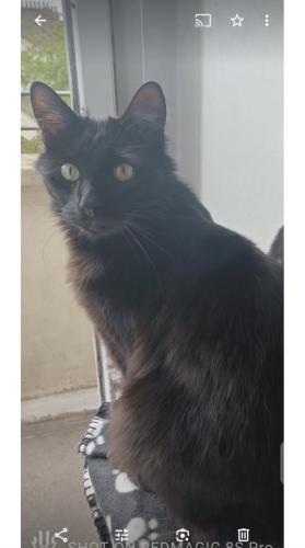 Lost Male Cat last seen Chapmans green small park , Greater London, England N22