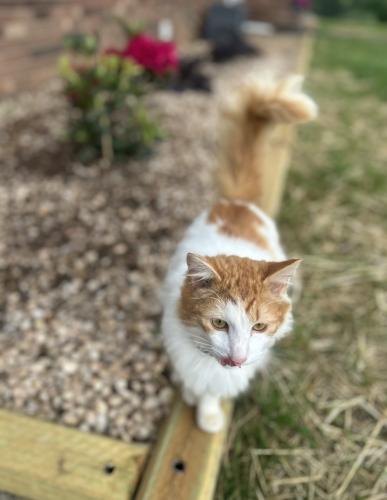 Lost Male Cat last seen Cherry St , Boonville, NC 27011
