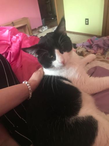 Lost Male Cat last seen Horse Ranch, Liberty, MO 64068