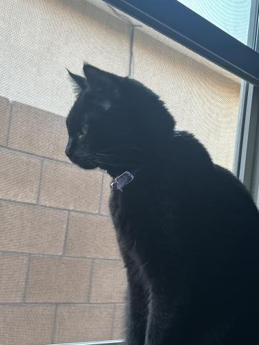 Lost Female Cat last seen Bowie Rd SW, Albuquerque, NM 87121