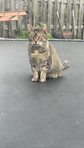 Lost Female Cat last seen 7th and Wood, White Bear Lake, MN 55110