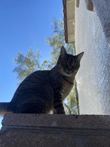 Lost Female Cat last seen Lehi and McDowell , Mesa, AZ 85213