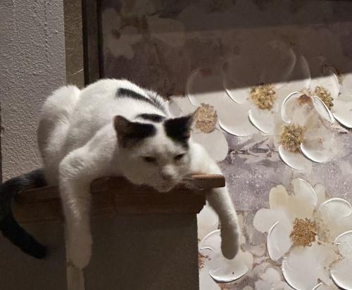 Lost Male Cat last seen Fossil court west , Fort Collins, CO 80525