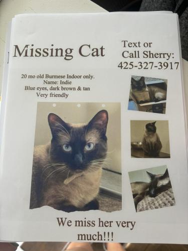Lost Female Cat last seen Sorellies pizza , Mountlake Terrace, WA 98043